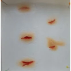 Prothèses Transfert - Coupures -Halloween Cosplay Magasin protheses transfert coupures 3